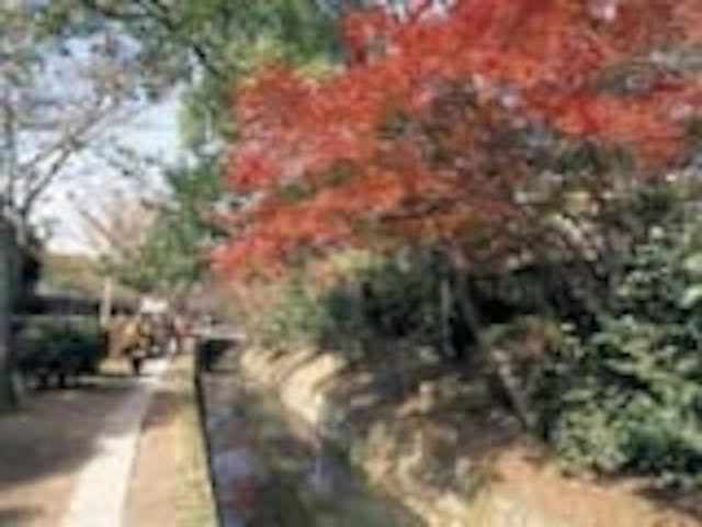 琵琶湖疏水沿いの紅葉