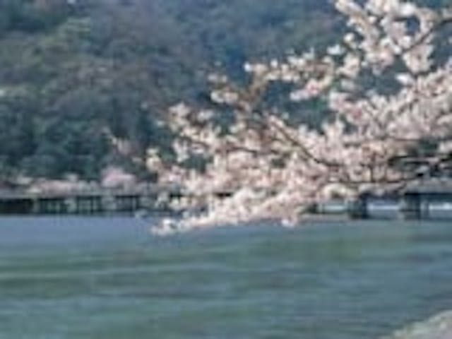 天龍寺の桜