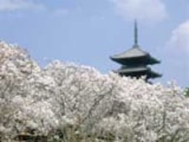 仁和寺の桜