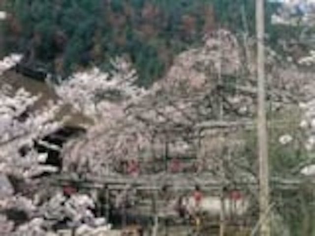 毘沙門堂の桜