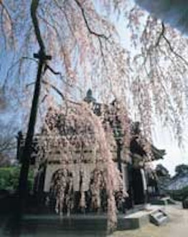 善峯寺の桜