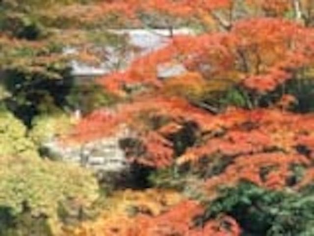 金蔵寺の紅葉