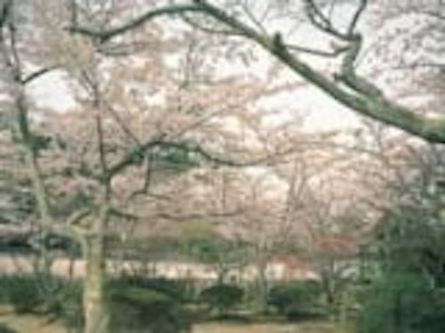 勝持寺（花の寺）