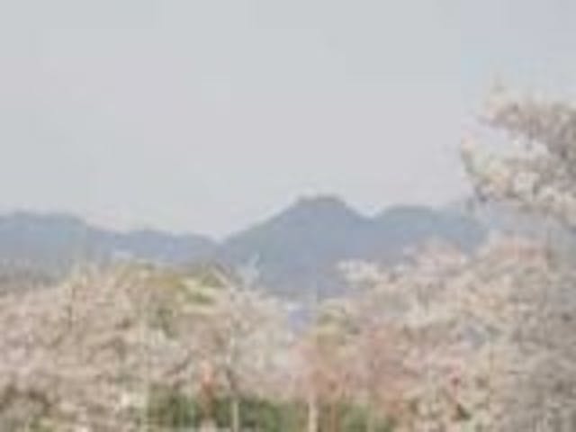 舞鶴の桜