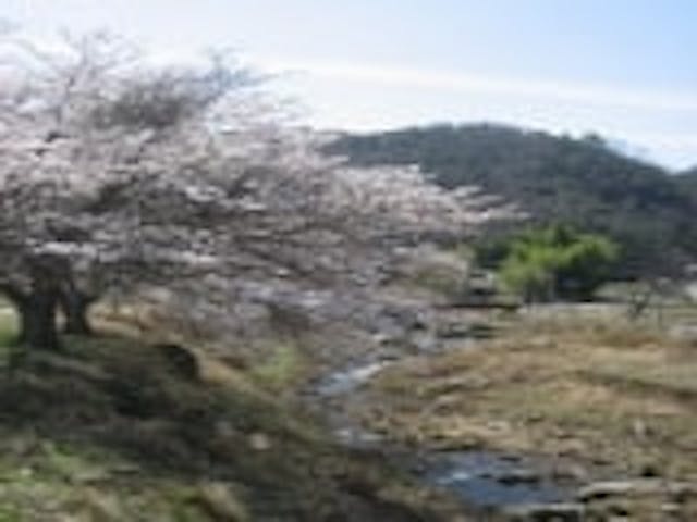 るり渓の桜