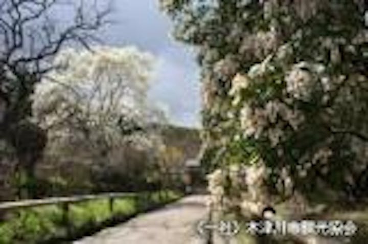 浄瑠璃寺の馬酔木とさんしゅ