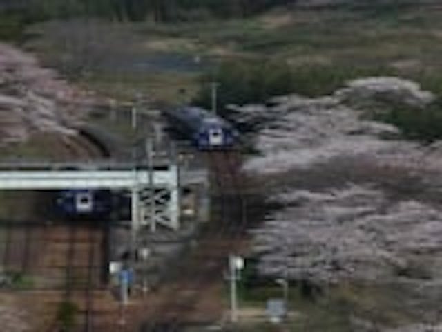 JR笠置駅周辺の桜