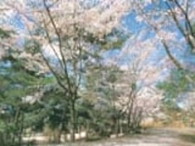 京都府立丹波自然運動公園の桜