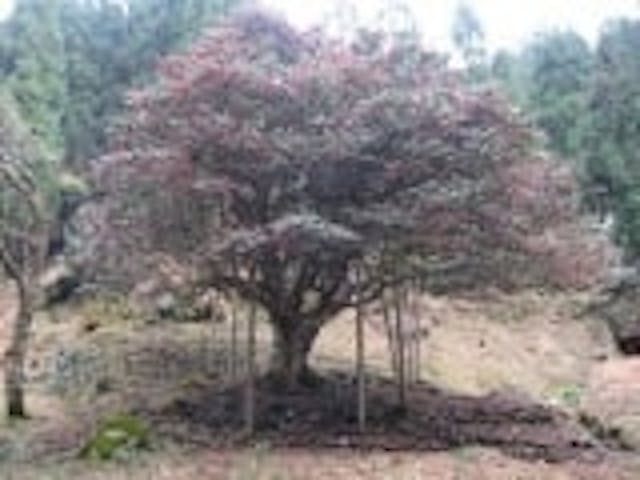 滝のツバキ公園