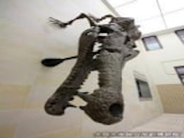 大阪大学総合学術博物館