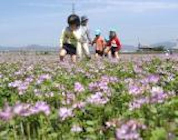 レンゲの里（大阪府高槻市）