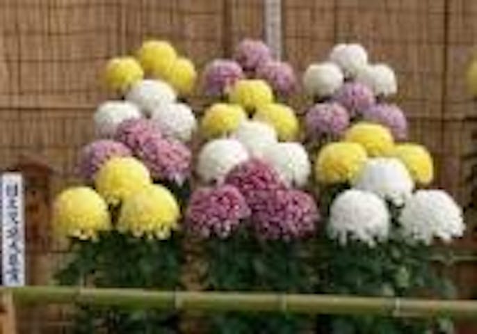 神戸菊花展覧会