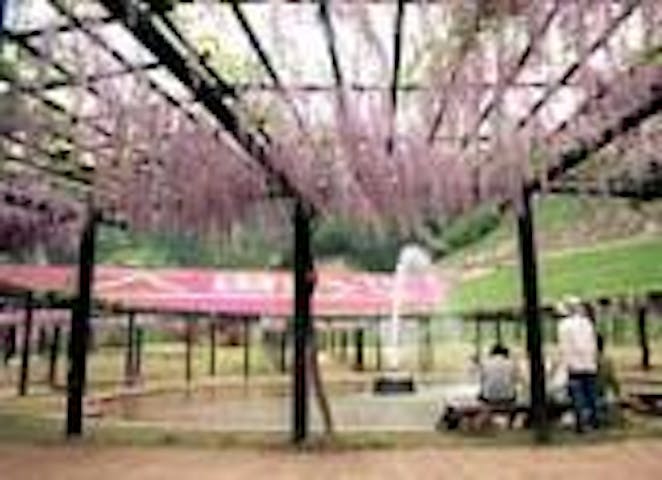 白井大町藤公園