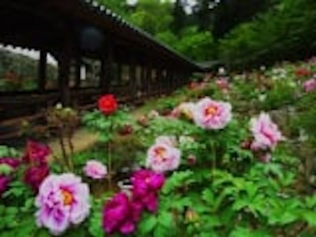 長谷寺 春のぼたん