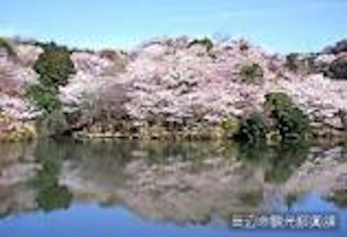 桜まつり（和歌山県田辺市）