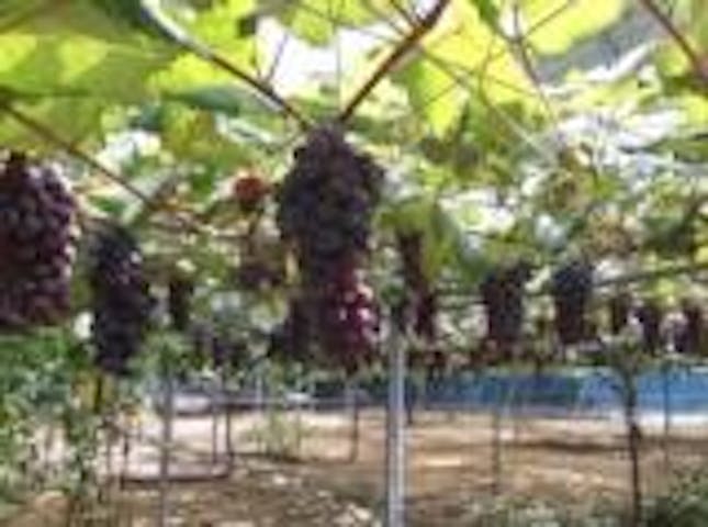 月山観光ブドウ園