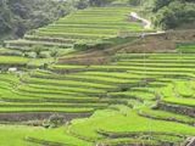 大井谷棚田展望台