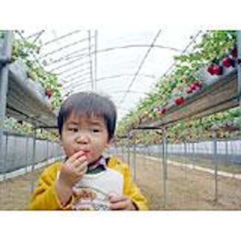 すど観光農園（いちご）