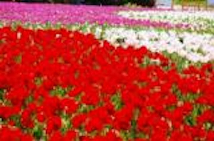 国営備北丘陵公園　春まつり