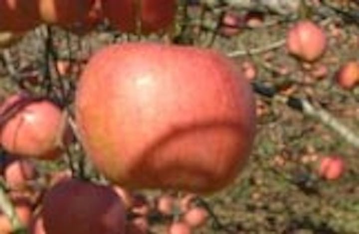 庄原観光りんご園