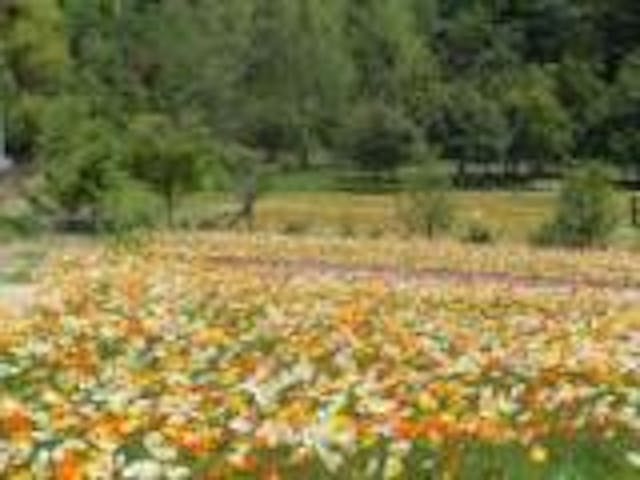 香山ラベンダーの丘　フェスタ