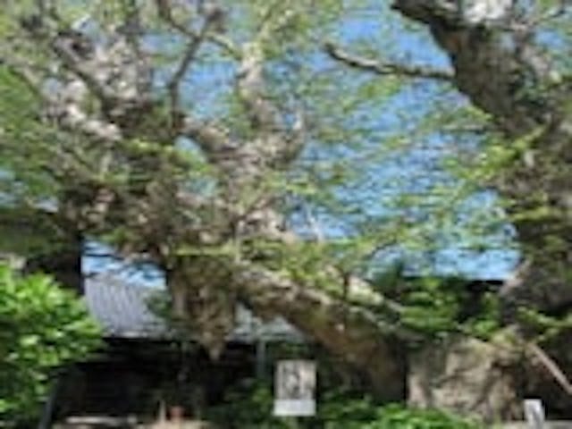 長府正円寺の大イチョウ