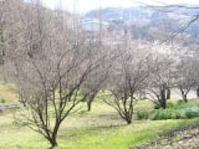 老の山公園／うめ