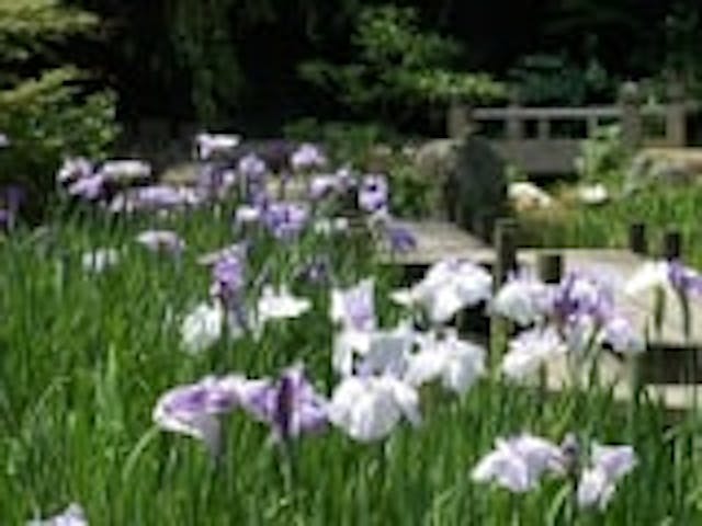 長府庭園／しょうぶ