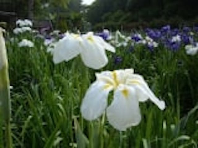 下関市園芸センター／しょうぶ