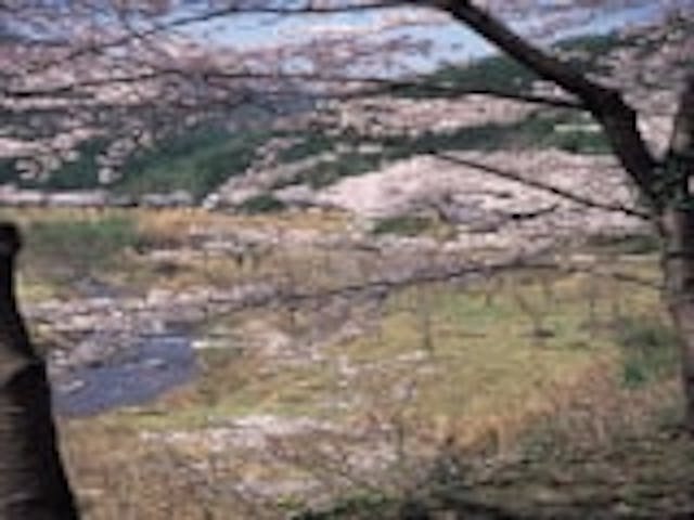 歌野川ダム（千本桜）／さくら