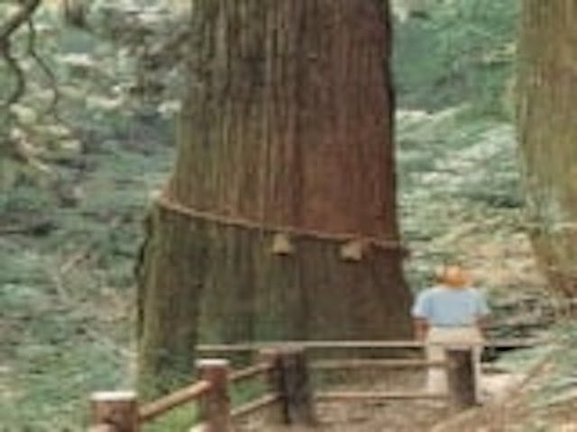 狗留孫山修禅寺の一本杉