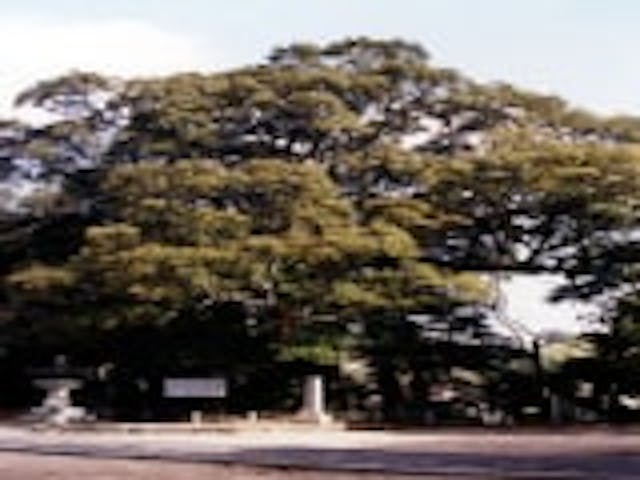 滝部八幡宮のイチイガシ