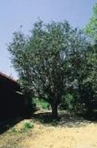 教善寺　さざんか