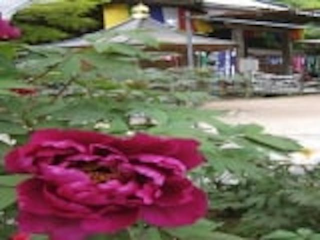 龍蔵寺／ぼたん