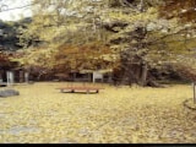 龍蔵寺のイチョウ