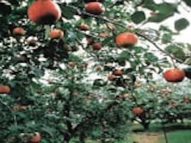 徳佐りんご観光協会