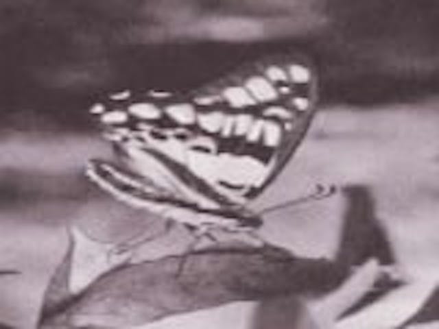 指月山／ミカドアゲハ