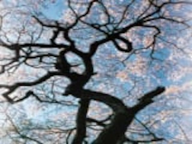 辻山のシダレザクラ／さくら