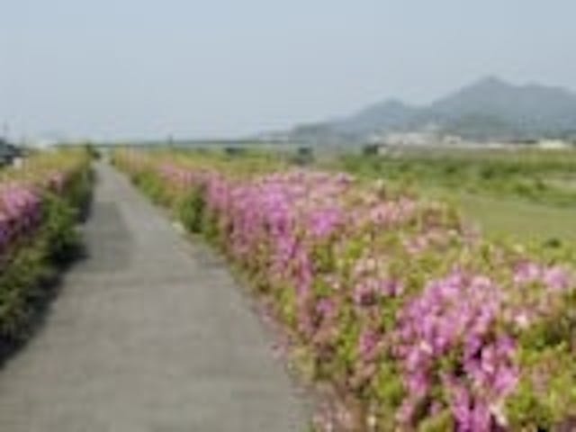 ツツジ・ロード（佐波川左岸遊歩道）／つつじ