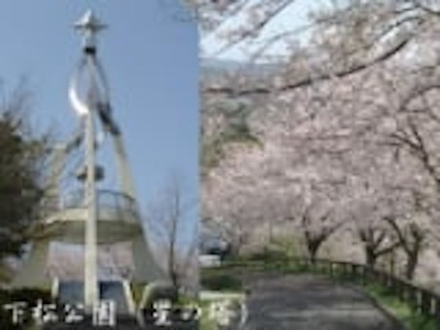 下松公園／さくら