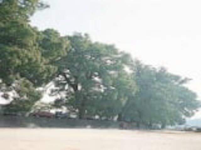 岩国市楠町一丁目のクスノキ巨樹群及びムクノキ巨樹