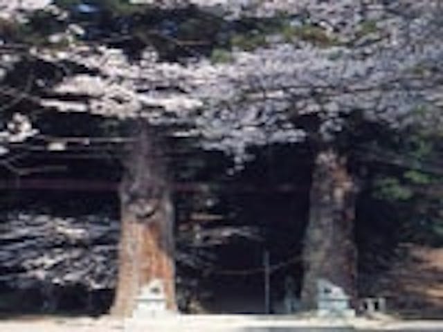 山王社の千年の夫婦杉と境内の桜