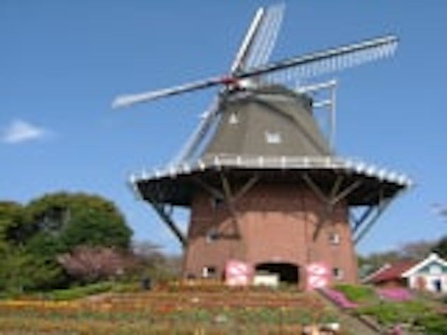 永源山公園／チューリップ