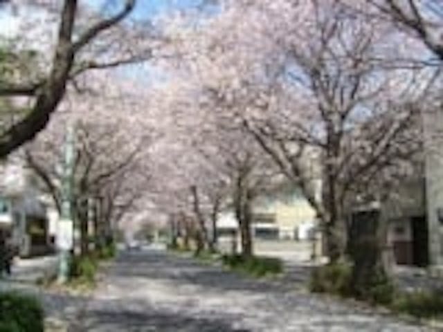 緑と文化のプロムナード／さくら