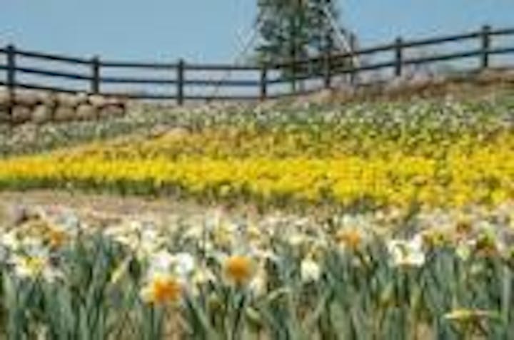 縄地ケ鼻公園／すいせん