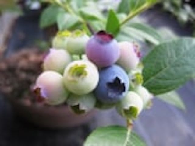 福村農園（ブルーベリー）