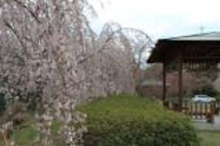 貢公園のしだれ桜