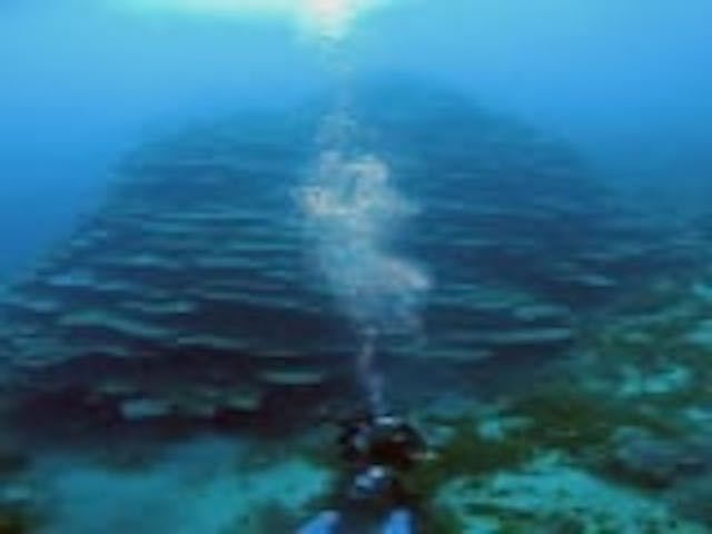 千年サンゴ アソビュー 千年サンゴ アソビュー