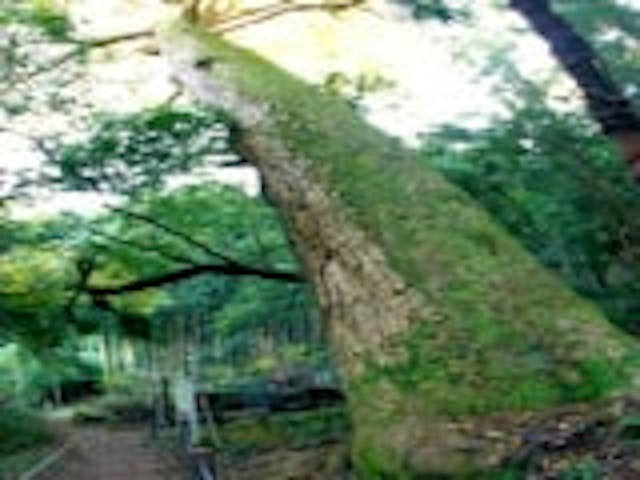 白山神社のモミ