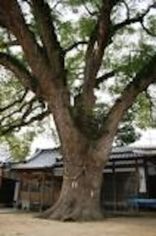 白山神社のクス